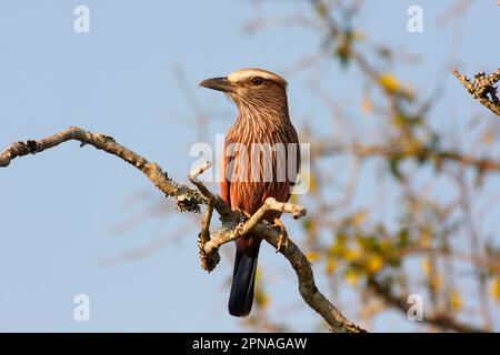 Rouleau violet (Coracias naevia) adulte, assis sur une succursale, réserve de jeu de Mkhaya, Swaziland Banque D'Images