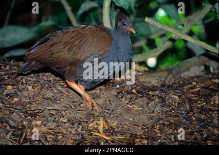 Brushfowl à pieds orange (Megapodius reinwardt), Reinwardthuehner, Huehnervoegel, Tiere, Voegel, Gibier à plumes à pieds orange, adulte, nourrissage, Australie Banque D'Images