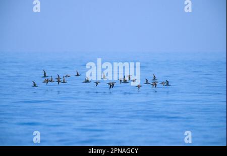 Yelkouan shearwater (Puffinus yelkouan), nez en tube, animaux, oiseaux, Yelkouan Shearwater Group volant au-dessus de l'eau, Lesvos Banque D'Images