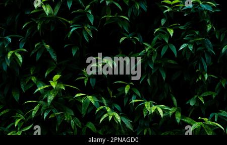 Plante verte sur fond de texture de mur de jardin vertical. Mur vert durable. Mur vert vivant. Mur écologique recouvert de végétation. Vert Banque D'Images