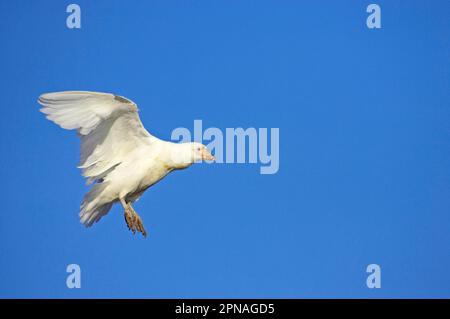 Bec de mouton à face blanche (Chionis alba), bec de mouton à face blanche, bec de mouton à face blanche, animaux, oiseaux, Billet de chasse-neige adulte, en vol Banque D'Images