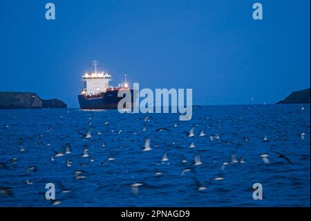 Manx Shearwater (Puffinus puffinus) flock, en vol, rassemblement en mer avec le navire au crépuscule, St. Bride's Bay, au large de Skomer Island, Pembrokeshire, pays de Galles Banque D'Images