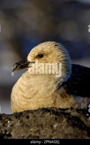 Stercorarius antarctique, skuas bruns, skua brun, skuas bruns, Skua, Skuas, goélands, goélands, animaux, oiseaux, Skua Antarctique (Antarctique de Catharacta) Banque D'Images