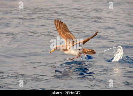 Cory's Shearwater (Calonectris diomedea) adulte, en vol, décollage de la surface de l'océan, Açores Banque D'Images