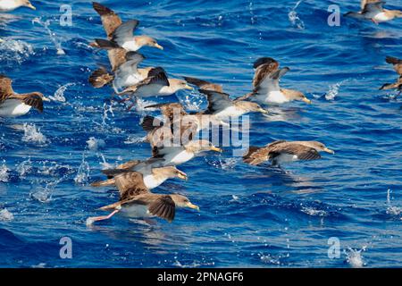 Puffinus diomedea, Sepia Shearwater, Chearwater à bec jaune, tube-nez, animaux, Les oiseaux, l'eau de mer de Cory (Calonectris diomedia) troupeau, décollage Banque D'Images