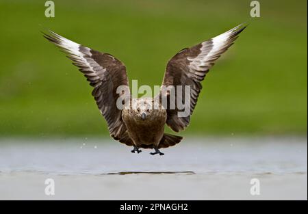 Grand Skua (Stercorarius skua) adulte, en vol, atterrissage sur l'eau, Fetlar, îles Shetland, Écosse, Royaume-Uni Banque D'Images