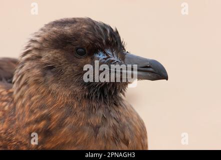 Grand Skua (Stercorarius skua) immature, gros plan de la tête, Norfolk, Angleterre, Royaume-Uni Banque D'Images