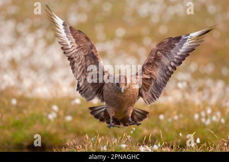 Grand Skua (Stercorarius skua) adulte, en vol, freinant pour atterrir sur des landes ouvertes, îles Shetland, Écosse, Royaume-Uni Banque D'Images