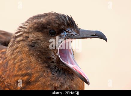 Grand Skua (Stercorarius skua) immature, bâillements, gros plan de la tête, Norfolk, Angleterre, Royaume-Uni Banque D'Images