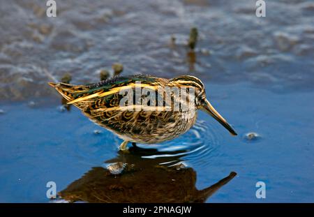 Jack (Lymnocryptes minimus) Snipe adulte, debout dans les eaux peu profondes, îles de Scilly, Angleterre, Royaume-Uni Banque D'Images