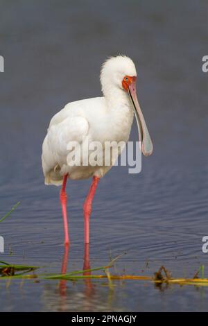 Adulte, Platalea alba, dans l'eau, lac Nakuru N. P. Great Rift Valley, Kenya Banque D'Images