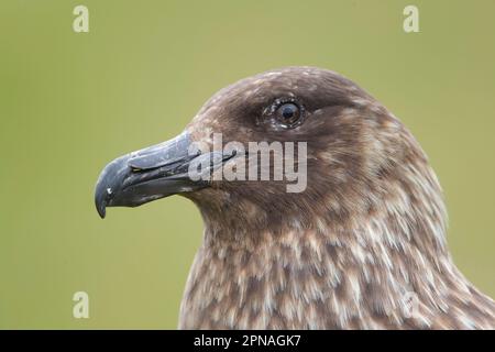 Grand Skua, grands skuas (Stercorarius skua) skua, skuas, goélands, animaux, oiseaux, Grand Skua adulte, gros plan de la tête, îles Shetland, Écosse Banque D'Images