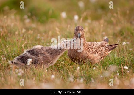 Grand Skua (Stercorarius skua) adulte, avec mendicité de poussins pour la nourriture, debout sur des landes ouvertes, Shetland Islands, Écosse, Royaume-Uni Banque D'Images