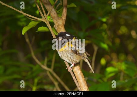 Stitchbird (Notiomystis cincta) adulte mâle, portant des anneaux de jambe, perchée sur la branche, Nouvelle-Zélande Banque D'Images