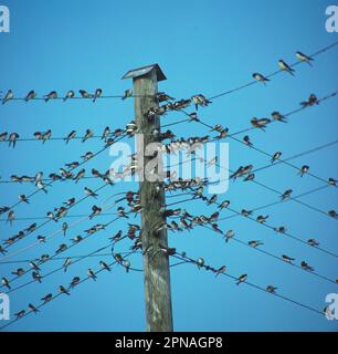 Barn Ugge (Hirundo rustica) gros plan, avec Martins, assis sur des fils téléphoniques, migration (S) Banque D'Images