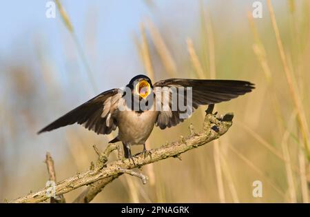 Barn Swallow (Hirundo rustica) jeune à part, mendiant pour la nourriture, CLEY, Norfolk, Angleterre, Royaume-Uni Banque D'Images