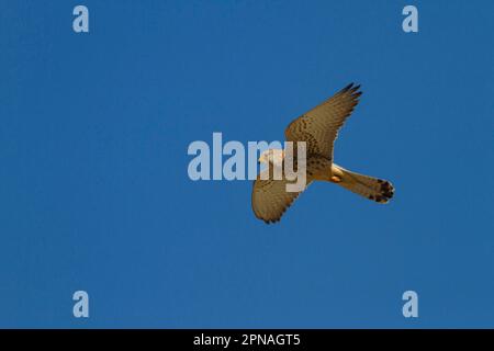 Petit Kestrel, petit Kestrel, faucon, oiseaux de proie, animaux, Oiseaux, petite Kestrel femelle en vol, Estrémadure Espagne Banque D'Images