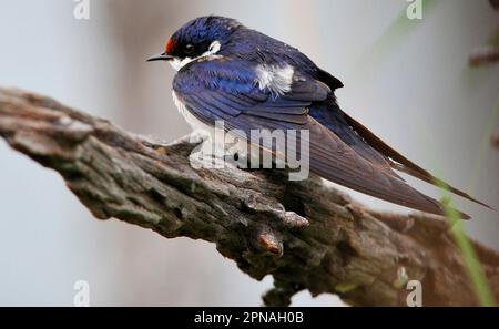 Hirondelle à gorge blanche (Hirundo albigularis), sur une branche du Lowveld, province du Nord-Ouest de Pilanesberg N. P., Afrique du Sud Banque D'Images