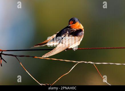 Bienvenue Swallow (Hirundo neoxena) adulte, préening, perchée sur une clôture en treillis métallique, sud-est du Queensland, Australie Banque D'Images