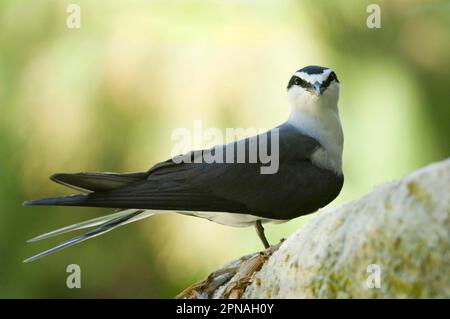 Sterne bridée (Onychoprion anaethetus) adulte, Australie Banque D'Images