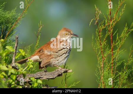 thrasher brun (Toxostoma rufum), oiseau de poche à dos rouge, oiseaux chanteurs, animaux, oiseaux, Thrasher brun adulte, perché sur un museau, Quintana, Brazoria Banque D'Images