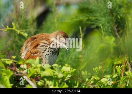 thrasher brun (Toxostoma rufum), oiseau de poche à dos rouge, oiseaux chanteurs, animaux, oiseaux, Thrasher brun adulte, avec bec ouvert, perché parmi les feuilles Banque D'Images