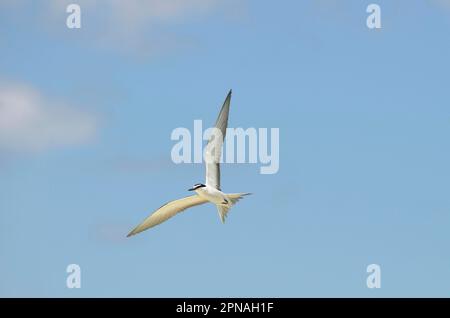 Sterne bridée (Onychoprion anaethetus) adulte, en vol, Queensland, Australie Banque D'Images