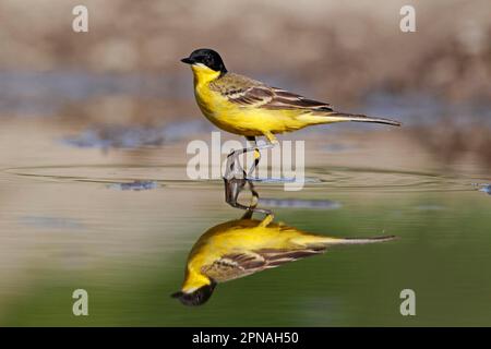 Queue de cheval à tête noire, queues de cheval, queues de cheval, oiseaux chanteurs, animaux, Oiseaux, queue de Wagon à tête noire (Motacilla flava feldegg) adulte mâle, marchant dans la piscine avec Banque D'Images