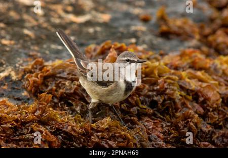 La queue de cape (Motacilla capensis) se nourrissant parmi les algues, Simonstown, Afrique du Sud Banque D'Images