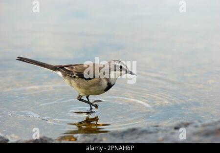 La queue de cape (Motacilla capensis) se nourrissant dans l'eau, Simonstown, Afrique du Sud Banque D'Images