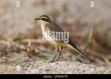 Queue jaune de l'est (Motacilla tschutschensis taivana) adulte, plumage non reproductrice, debout sur la rive de l'étang à poissons, Nam sang Wai, Hong Kong, Chine Banque D'Images