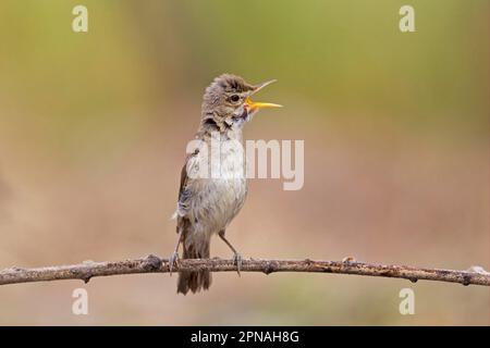 Paruline olivacée de l'est (Hippolais pallida), adulte, chantant, avec plumage humide après baignade, Bulgarie Banque D'Images