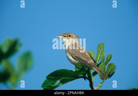 Chant de la Paruline de l'est (Hippolais pallida), Lesvos, Grèce Banque D'Images