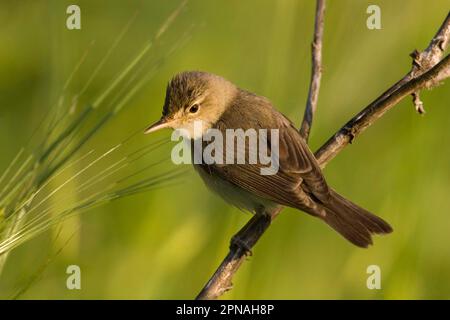 Paruline olivacée de l'est (Hippolais pallida), Paruline oliveuse, oiseaux chanteurs, animaux, oiseaux, Paruline oliveuse adulte, perchée Banque D'Images