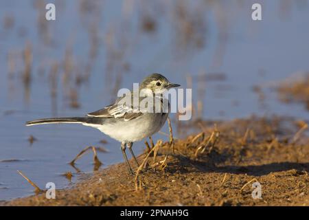 Queue de cheval à pied, queues de cheval à pied, oiseaux chanteurs, animaux, oiseaux, Pied Wagtail (Motacilla alba yarrellii) juvénile sur le côté de l'étang, Warwickshire, Angleterre Banque D'Images