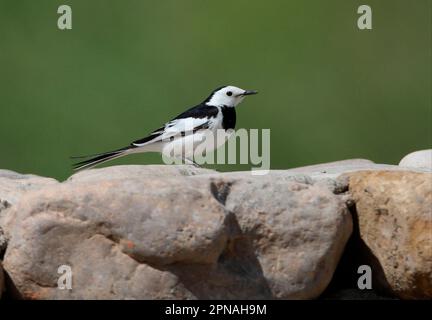 Queue de cheval à pied, queues de cheval à pied, oiseaux chanteurs, animaux, oiseaux, Amur Wagtail (Motacilla alba leucopsis) adulte mâle, debout sur un mur de pierre, Beijing, Chine Banque D'Images