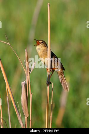 Sauterelle (Locustella naevia straminea) adulte mâle, chantant, perchée sur roseau, province d'Aqmola, Kazakhstan Banque D'Images