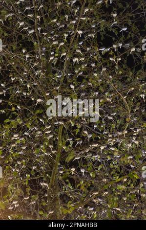 Pied Wagtail (Motacilla alba yarrellii) flock, roosting dans l'arbre la nuit, dans le centre commercial urbain, Kent, Angleterre, Royaume-Uni Banque D'Images