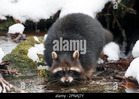 Raton laveur (Procyon lotor), captif, parc national de la forêt bavaroise, hiver, Allemagne Banque D'Images