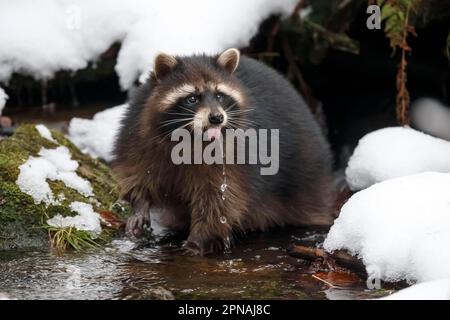 Raton laveur (Procyon lotor), captif, parc national de la forêt bavaroise, hiver, Allemagne Banque D'Images