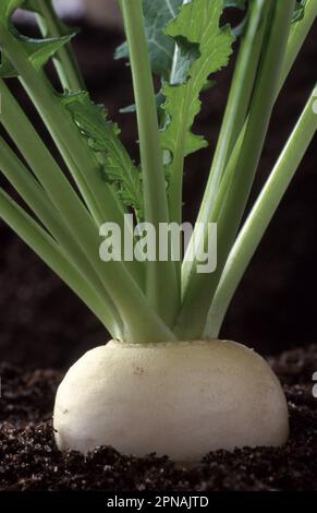 NAVETS JAPONAIS 'TOKYO CROSS' (BRASSICA RAPA) VARIÉTÉ HYBRIDE EN CROISSANCE. Banque D'Images