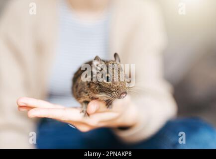 Jeune fille jouant avec mignon écureuil degu chilien. Animal mignon assis sur la main d'un enfant Banque D'Images