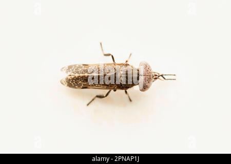 Horsefly Doral gris, Haematopota pluvialis, Satara, Maharashtra, Inde Banque D'Images