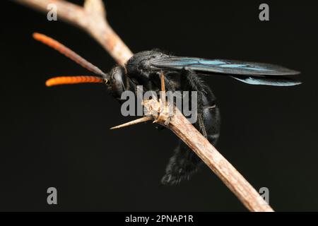 Guêpe araignée noire, Pompilus humilis, Satara, Maharashtra, Inde Banque D'Images