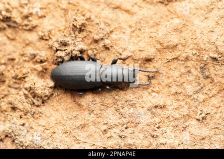 Mealworm scarabées, Tenebrio molitor, Satara, Maharashtra, Inde Banque D'Images