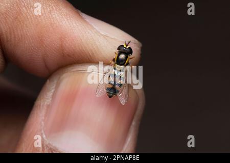 Hoverfly Closeup, Sphaerophoria scripta, Pune, Maharashtra, Inde Banque D'Images