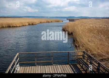 Promenade autour du Federsee, patrimoine mondial de l'unesco, Bad Buchau Banque D'Images