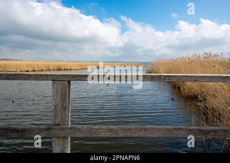 Promenade autour du Federsee, patrimoine mondial de l'unesco, Bad Buchau Banque D'Images