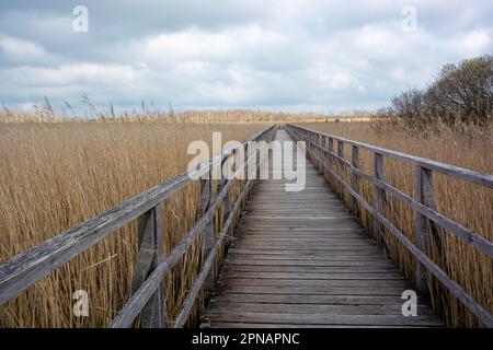 Promenade autour du Federsee, patrimoine mondial de l'unesco, Bad Buchau Banque D'Images