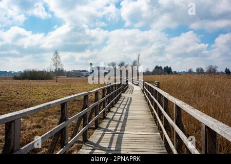 Promenade autour du Federsee, patrimoine mondial de l'unesco, Bad Buchau Banque D'Images